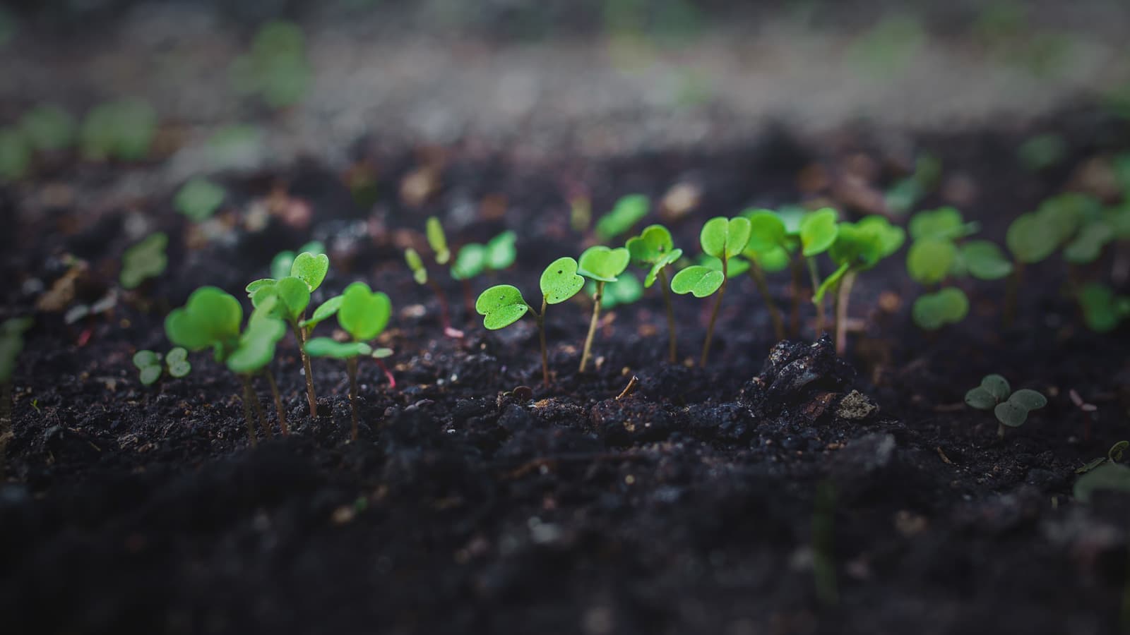 PEOs and ASOs Grow Businesses